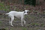 PARSON RUSSEL TERRIER 224